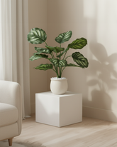 Artificial Striped Orbifolia Plant 45cm (1.5ft)